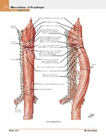 Frank H. Netter, MD - Atlas of Human Anatomy (6th ed ) 2014, page 261